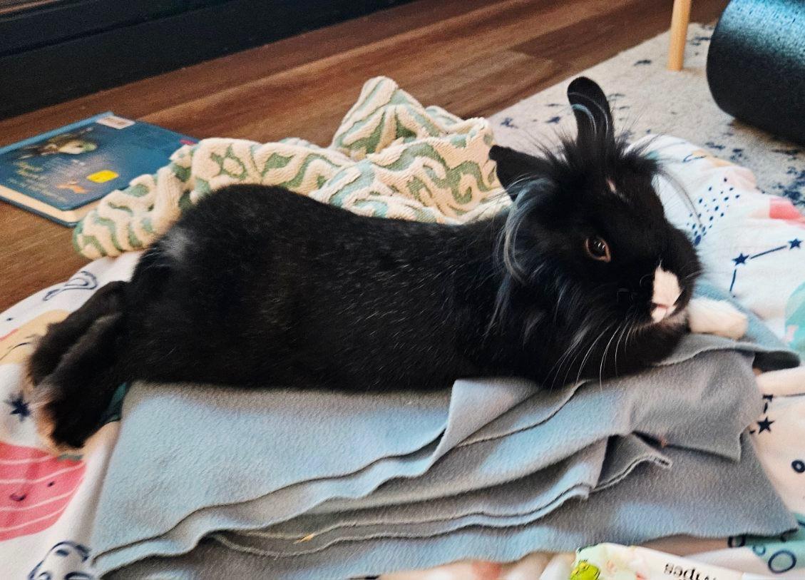 Enlarge Penguino, a ADOPTABLE Lionhead in San Antonio, TX image 4/4