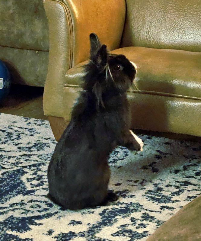 Enlarge Penguino, a ADOPTABLE Lionhead in San Antonio, TX image 2/4