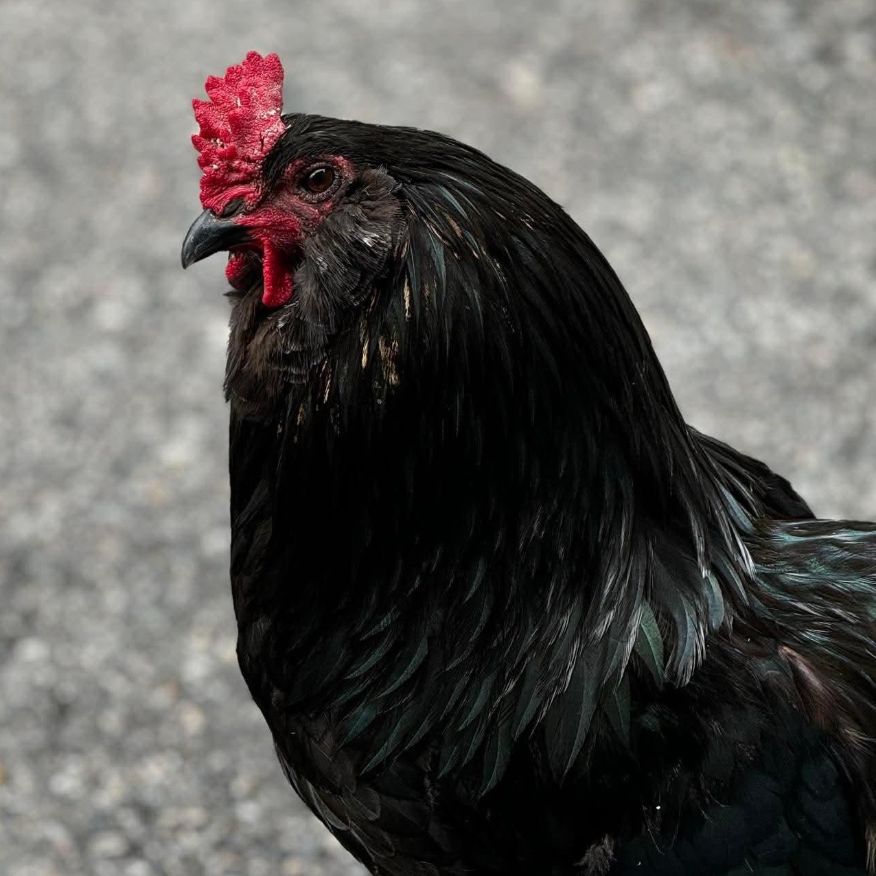 Peter the Rooster, Adoptable, Young Male Chicken.