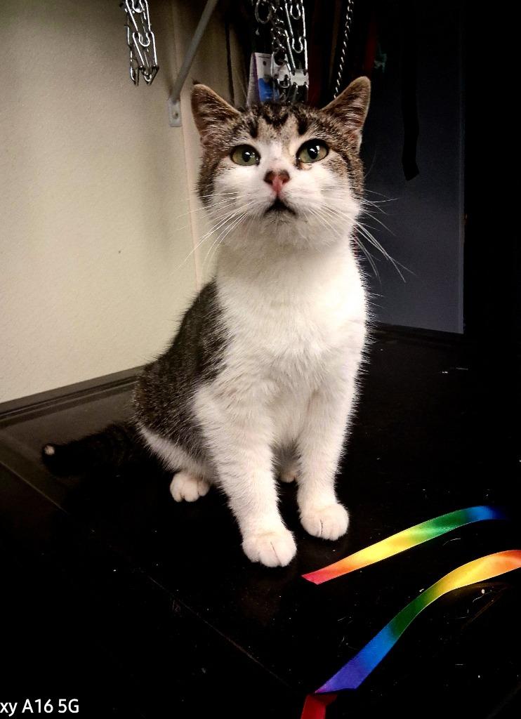 Enlarge TREY, a Adoptable mixed breed in North Vernon, IN image 1/1