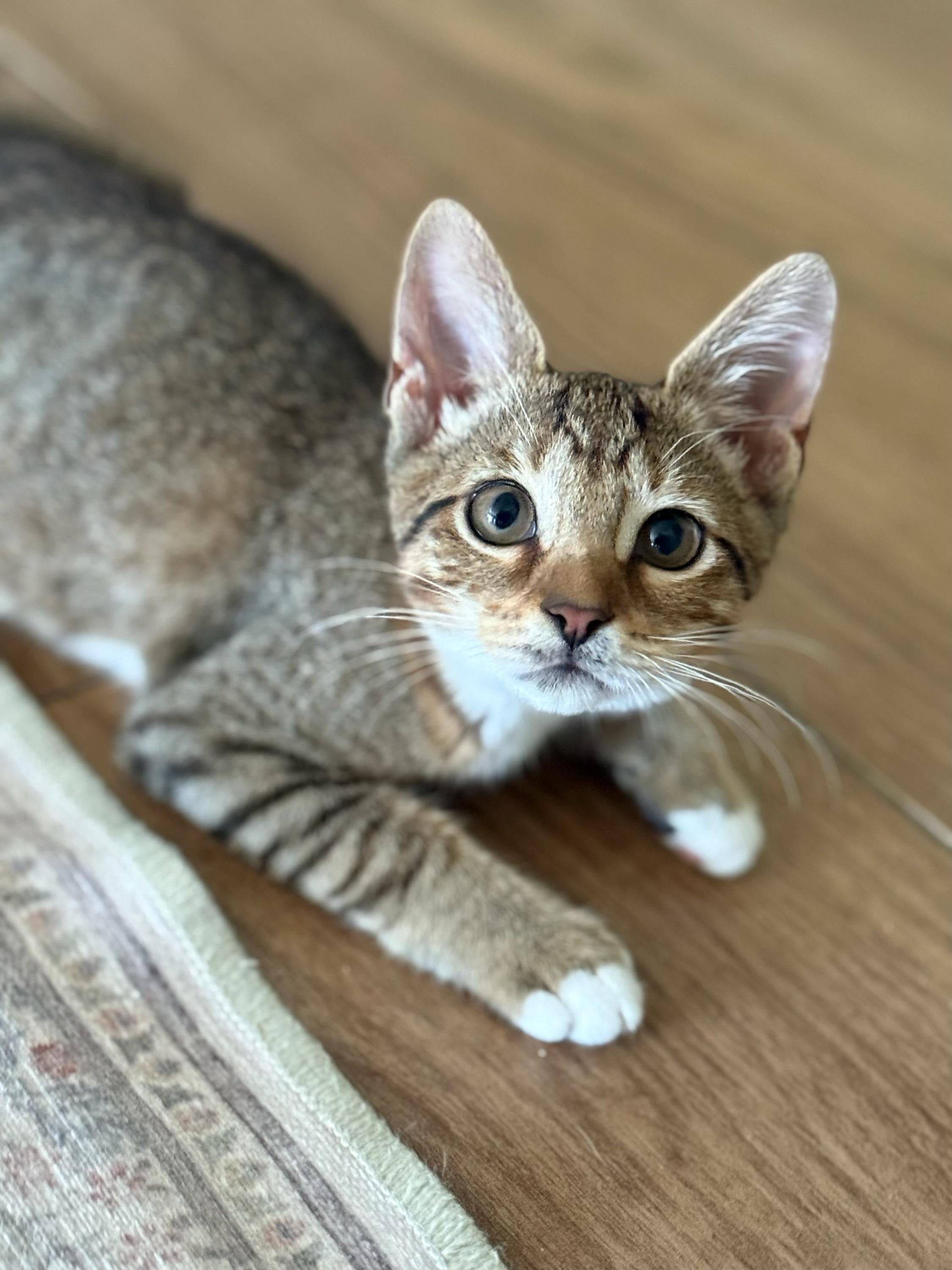 LOCAL Sweet Tessa, Baby Female Domestic Short Hair