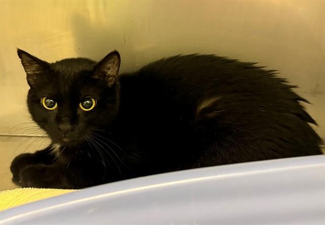 Enlarge PURRITO, a Adoptable Domestic Short Hair in Minneapolis, MN image 1/1