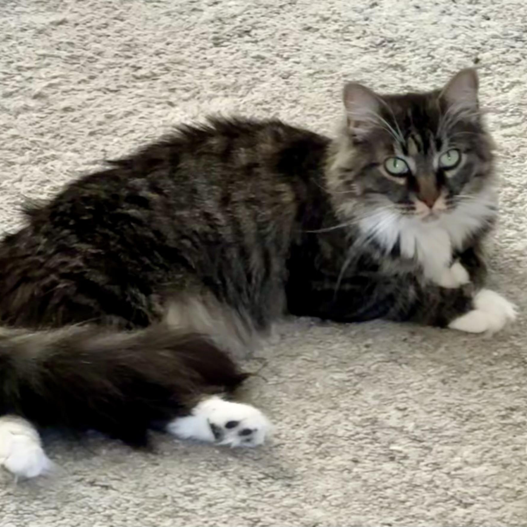 Enlarge Sassy, a Adoptable Domestic Medium Hair in HUNTINGTON BEACH, CA image 2/6