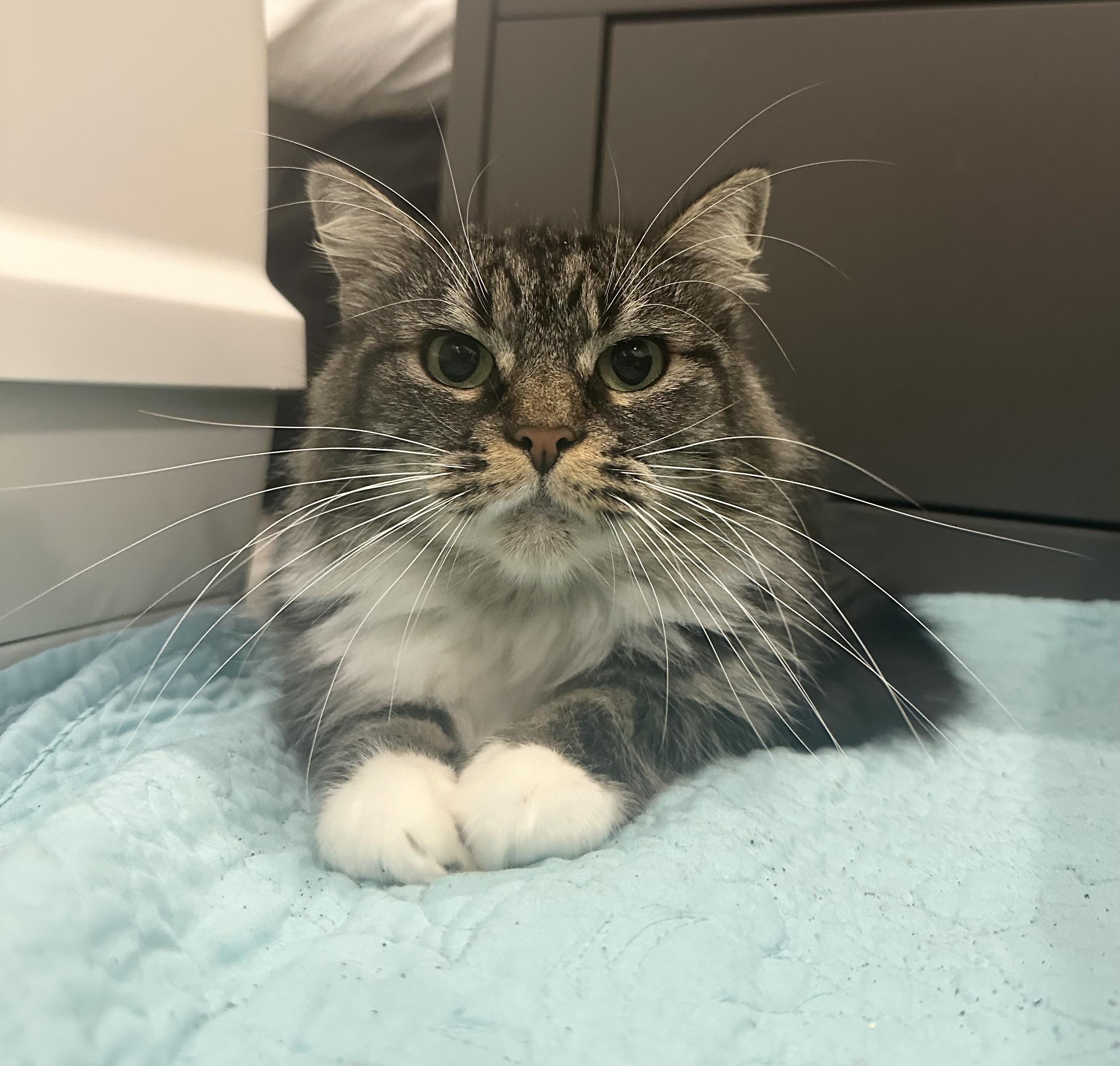 Sassy, a Adoptable Domestic Medium Hair in HUNTINGTON BEACH, CA image 3/5