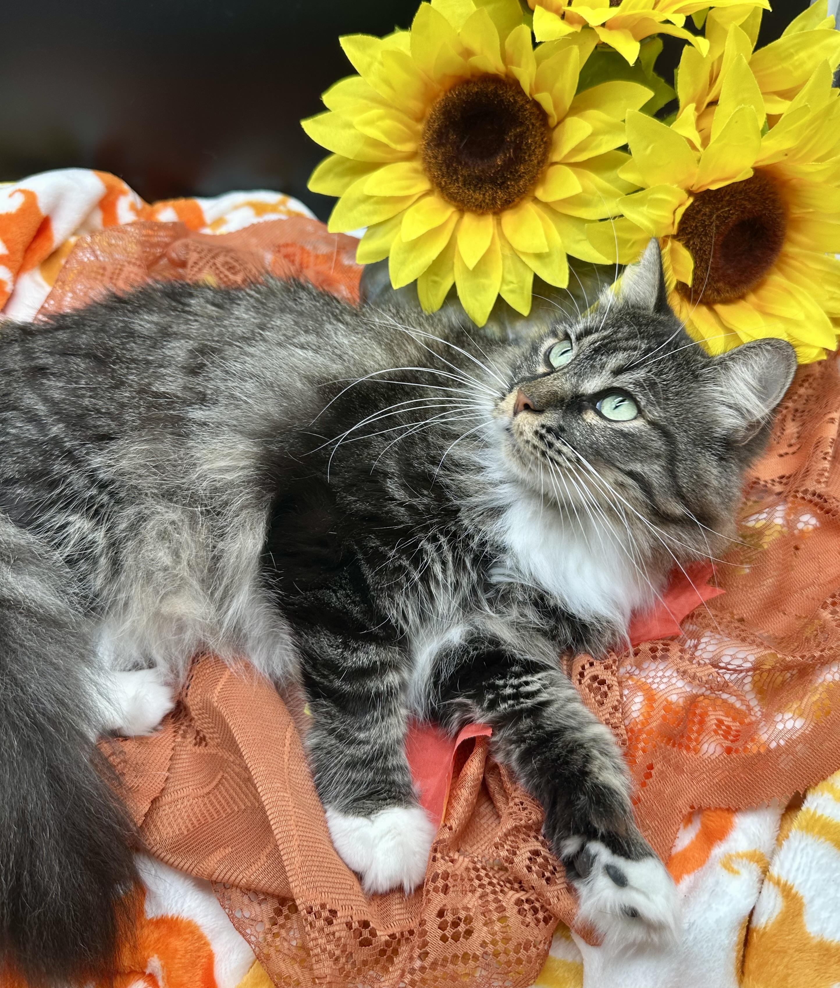 Enlarge Sassy, a Adoptable Domestic Medium Hair in HUNTINGTON BEACH, CA image 6/6