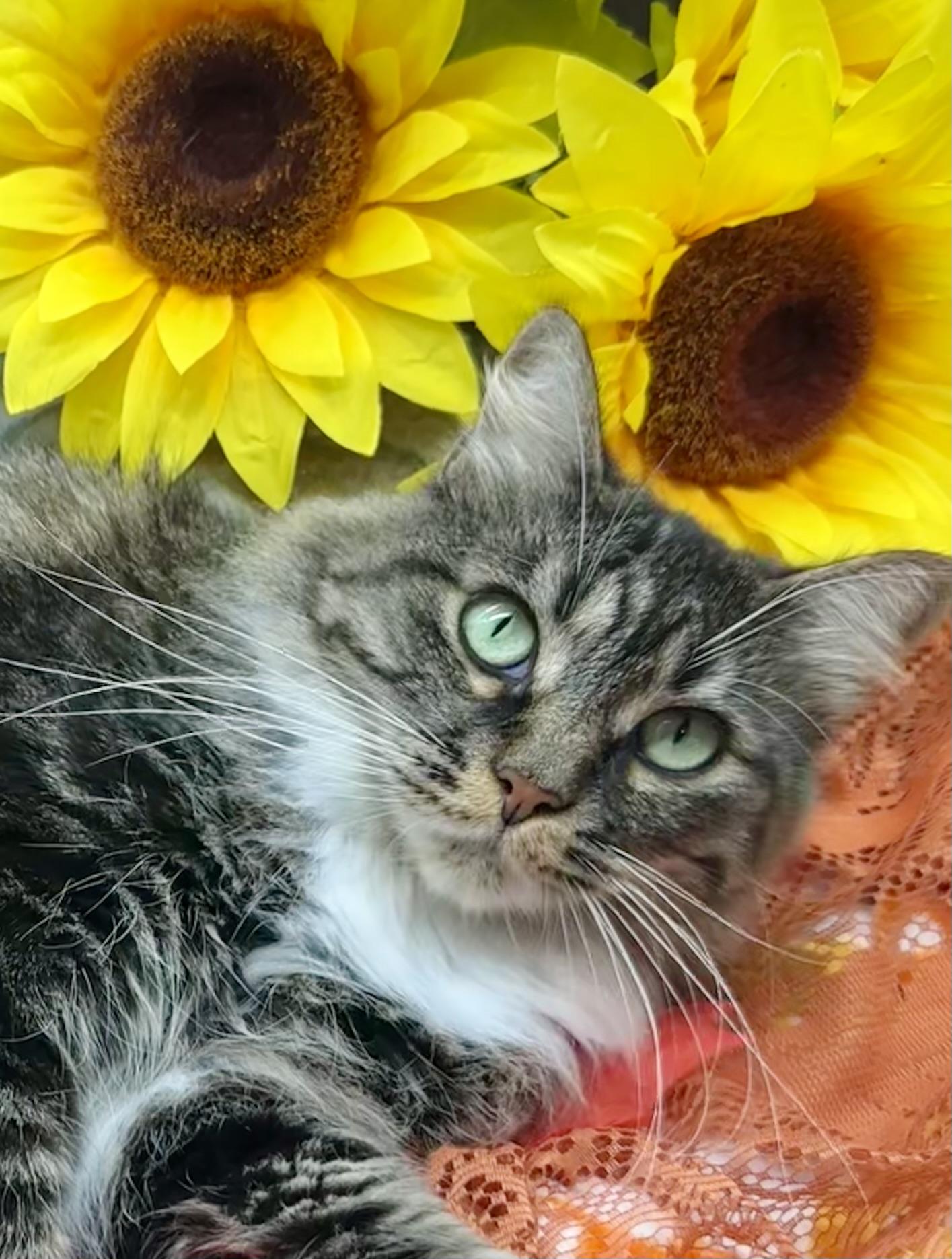 Enlarge Sassy, a Adoptable Domestic Medium Hair in HUNTINGTON BEACH, CA image 1/6