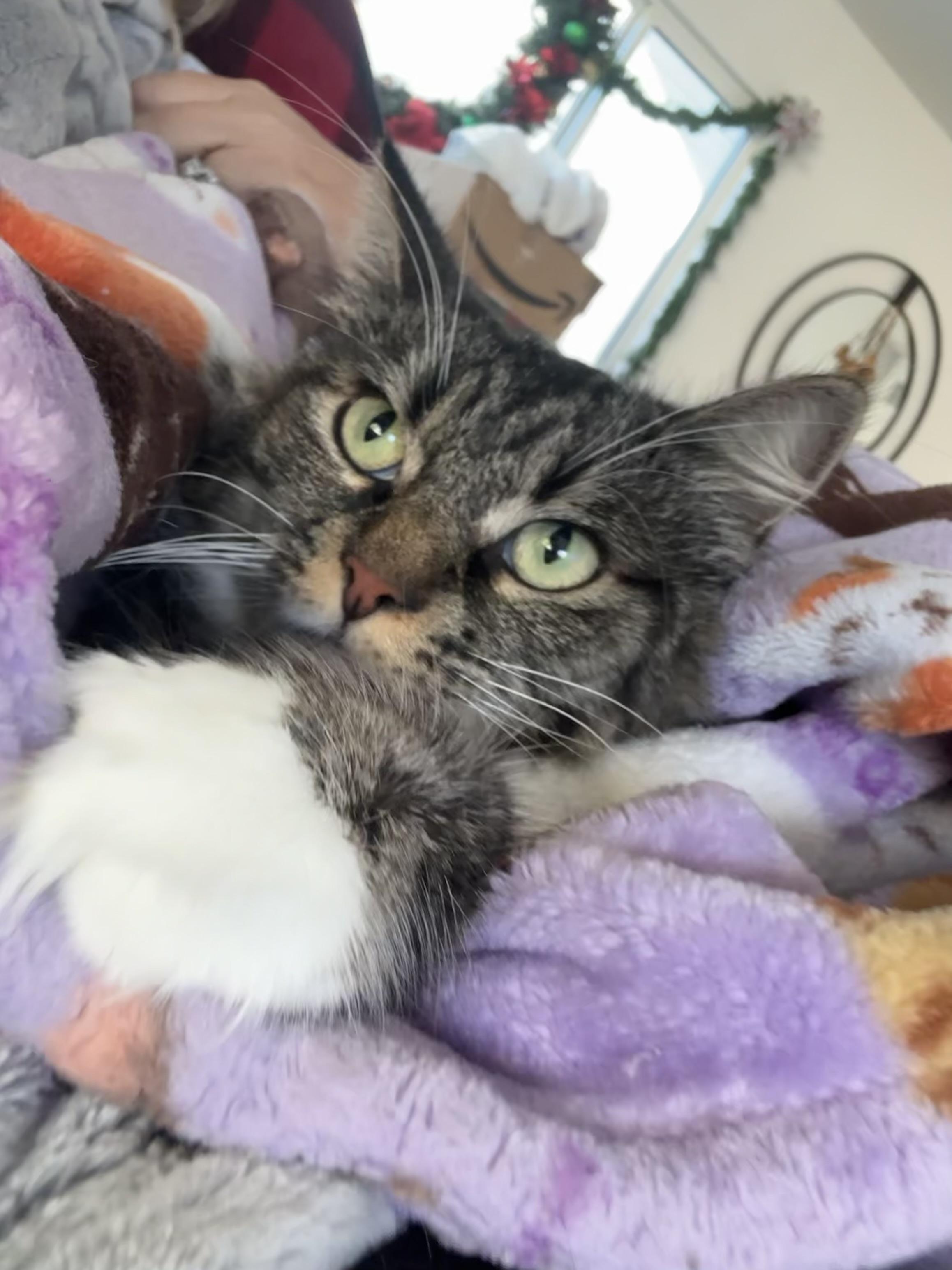Sassy, a Adoptable Domestic Medium Hair in HUNTINGTON BEACH, CA image 5/5