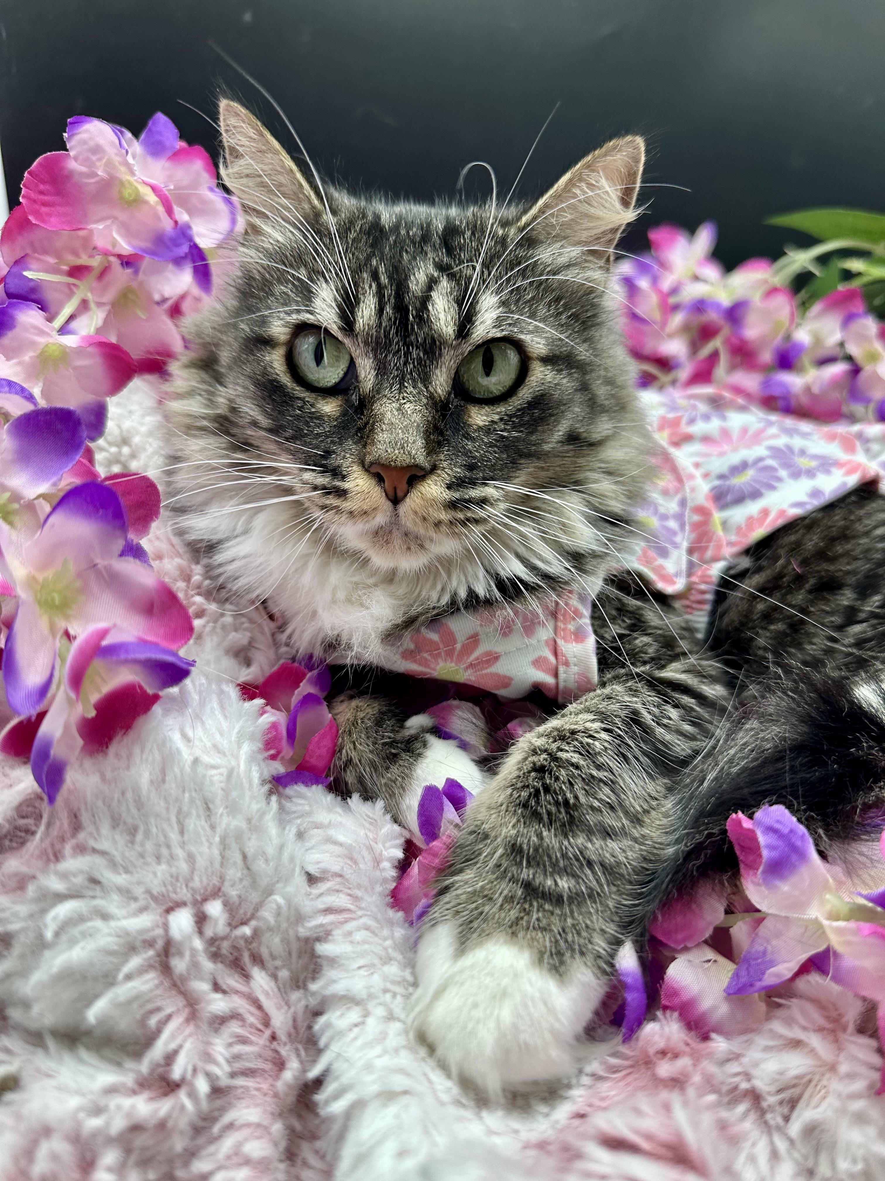 Sassy, Adoptable, Adult Female Domestic Medium Hair.