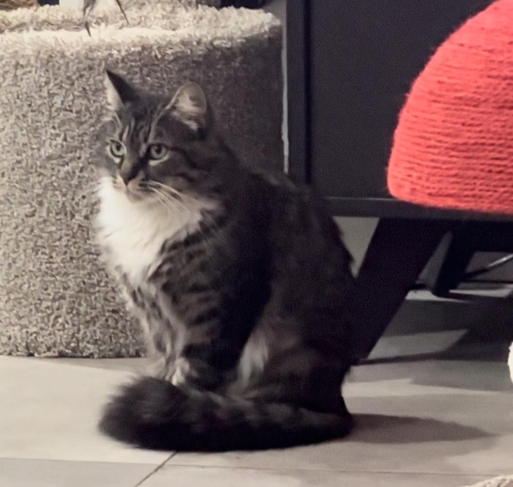 Sassy, a Adoptable Domestic Medium Hair in HUNTINGTON BEACH, CA image 2/5