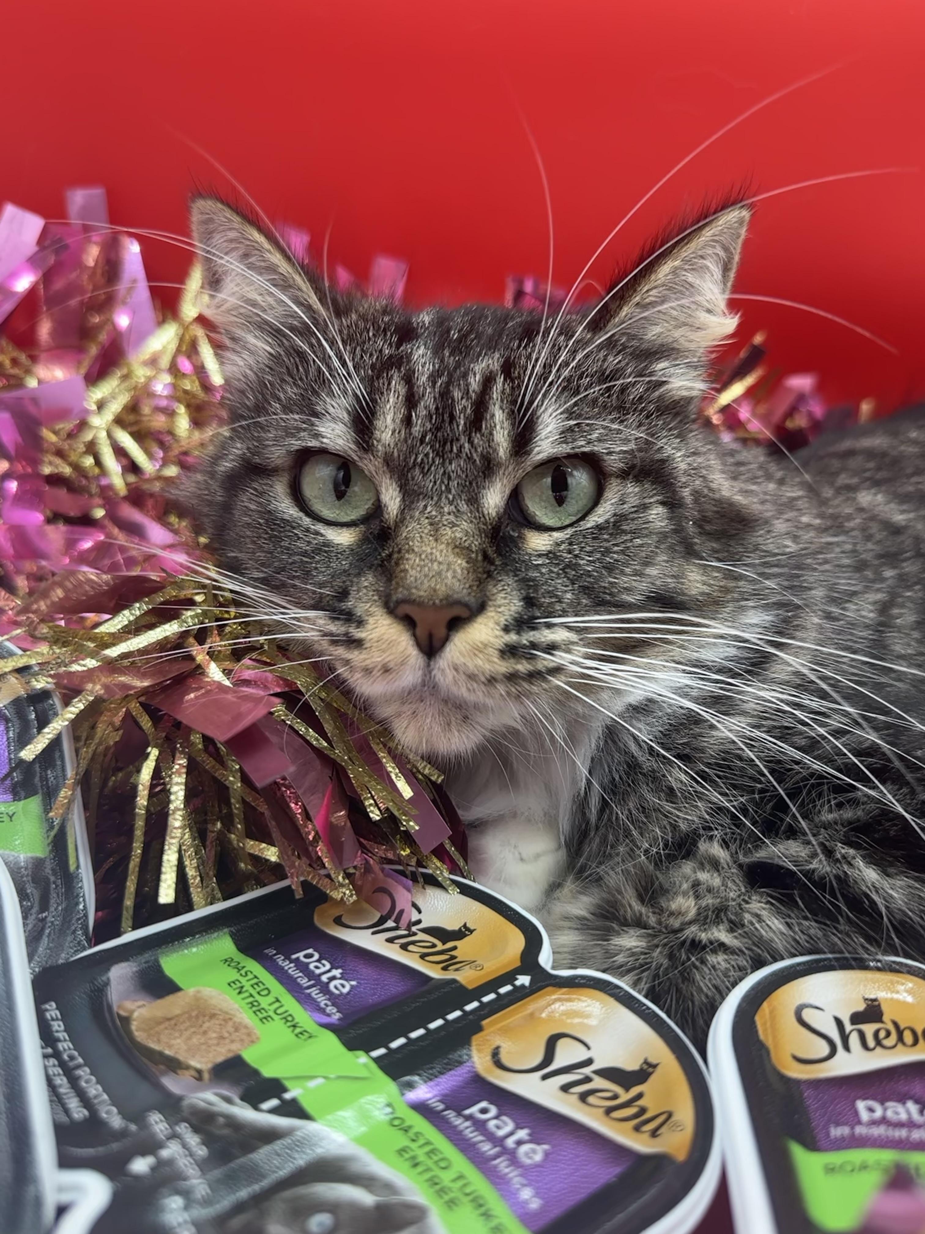 Sassy, a Adoptable Domestic Medium Hair in HUNTINGTON BEACH, CA image 4/5