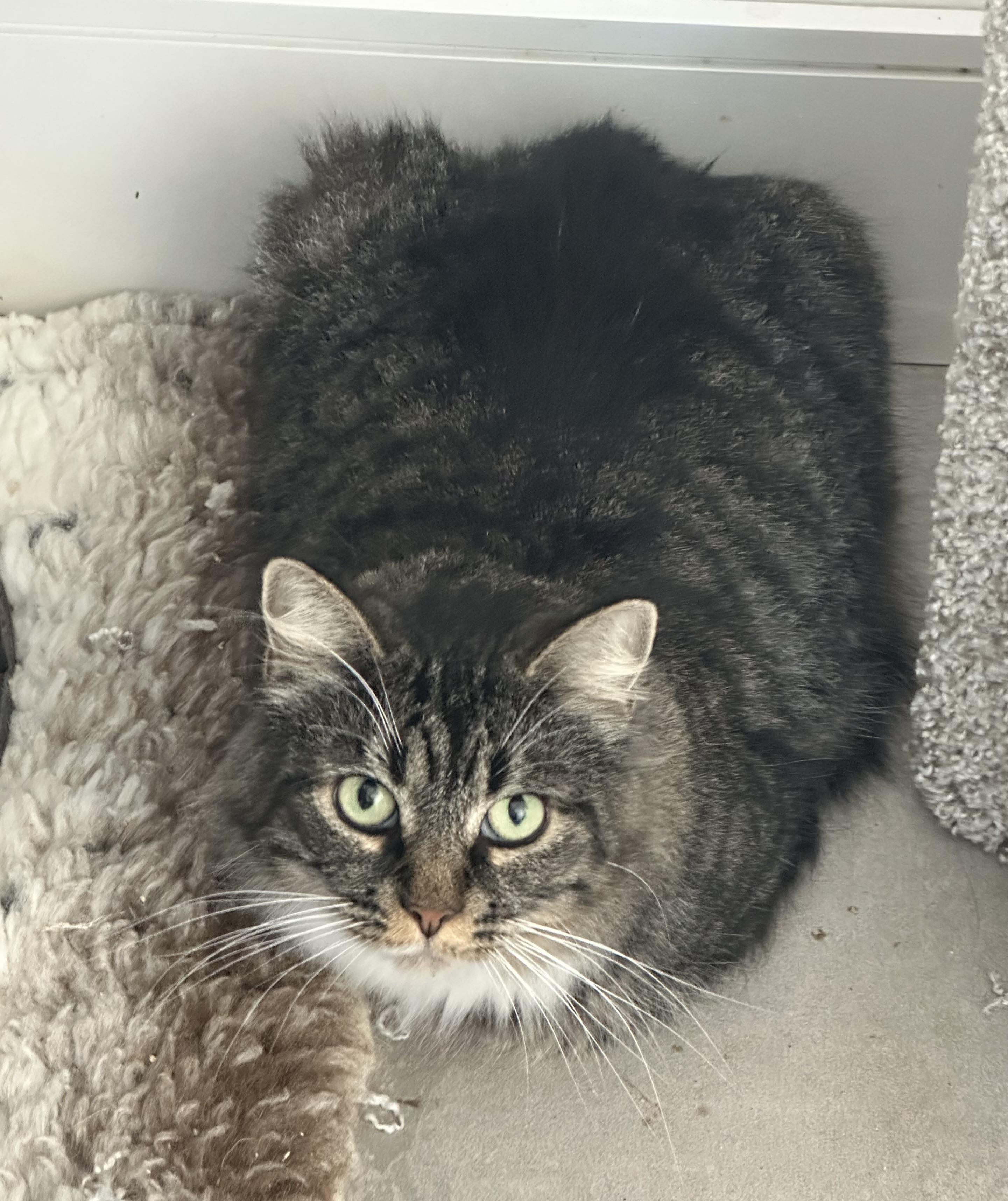 Sassy, Adoptable, Adult Female Domestic Medium Hair.