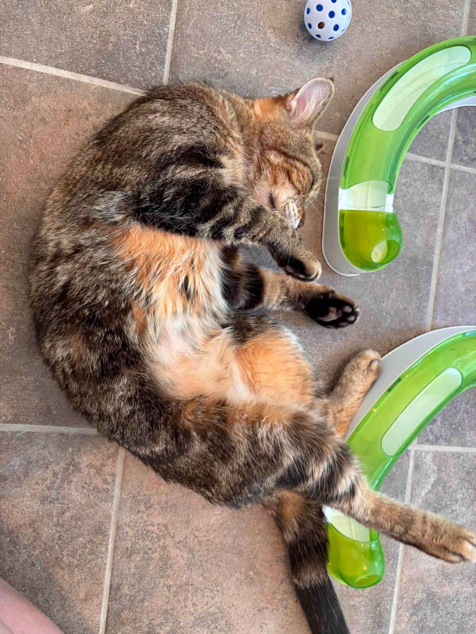 Enlarge Yvette, a ADOPTABLE Domestic Short Hair in Winthrop, ME image 4/6