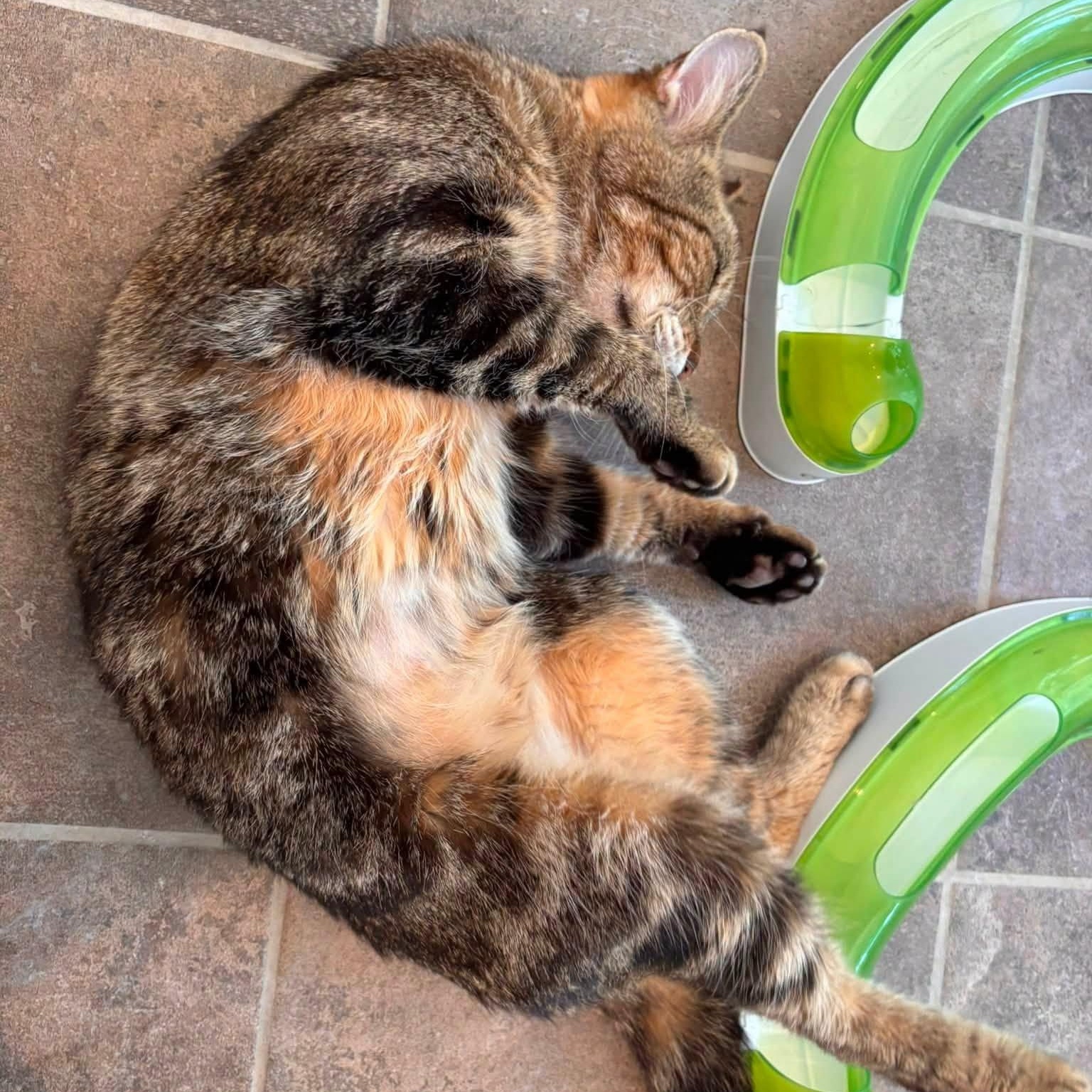 Enlarge Yvette, a Adoptable Domestic Short Hair in Winthrop, ME image 2/5