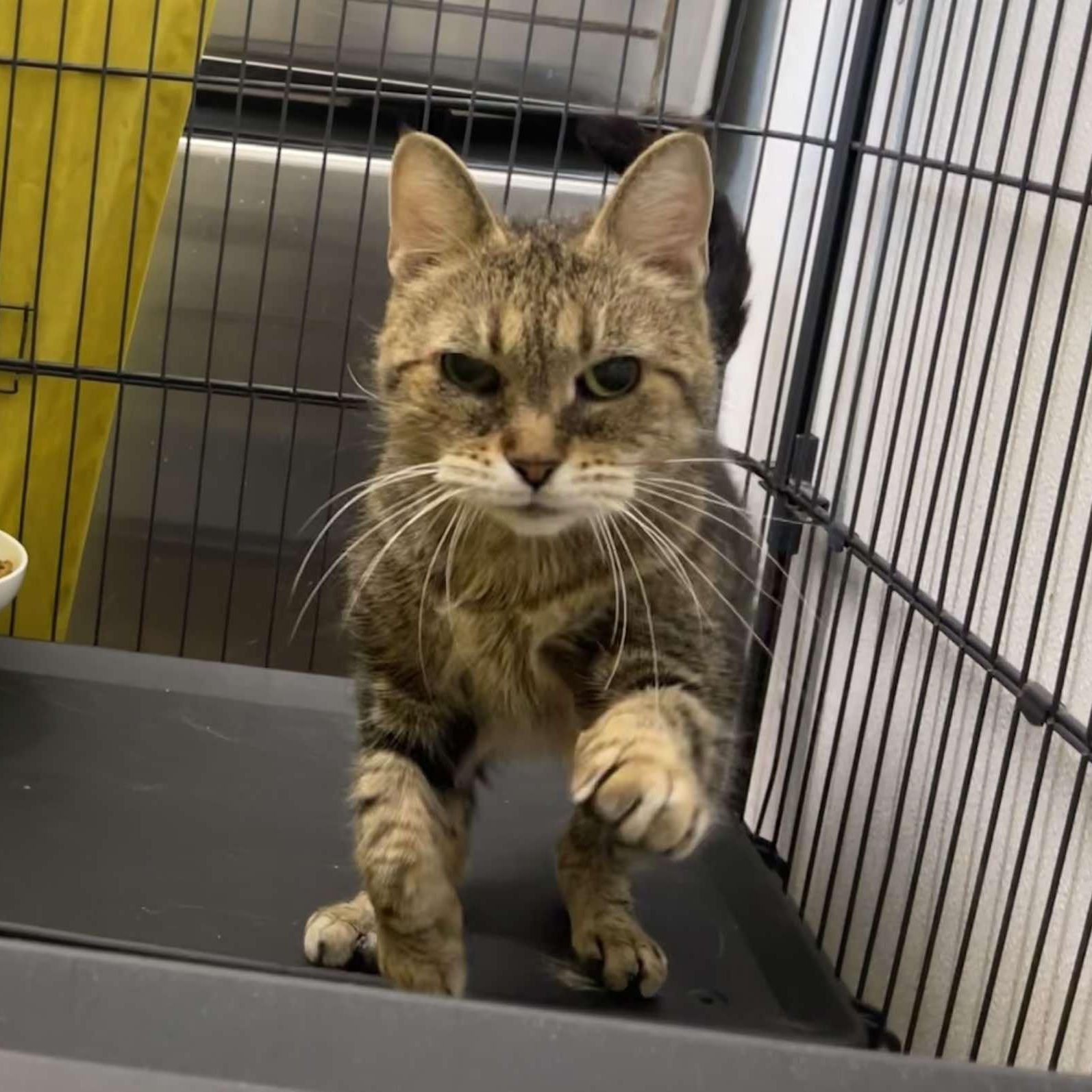 Yvette, ADOPTABLE, Senior Female Domestic Short Hair.