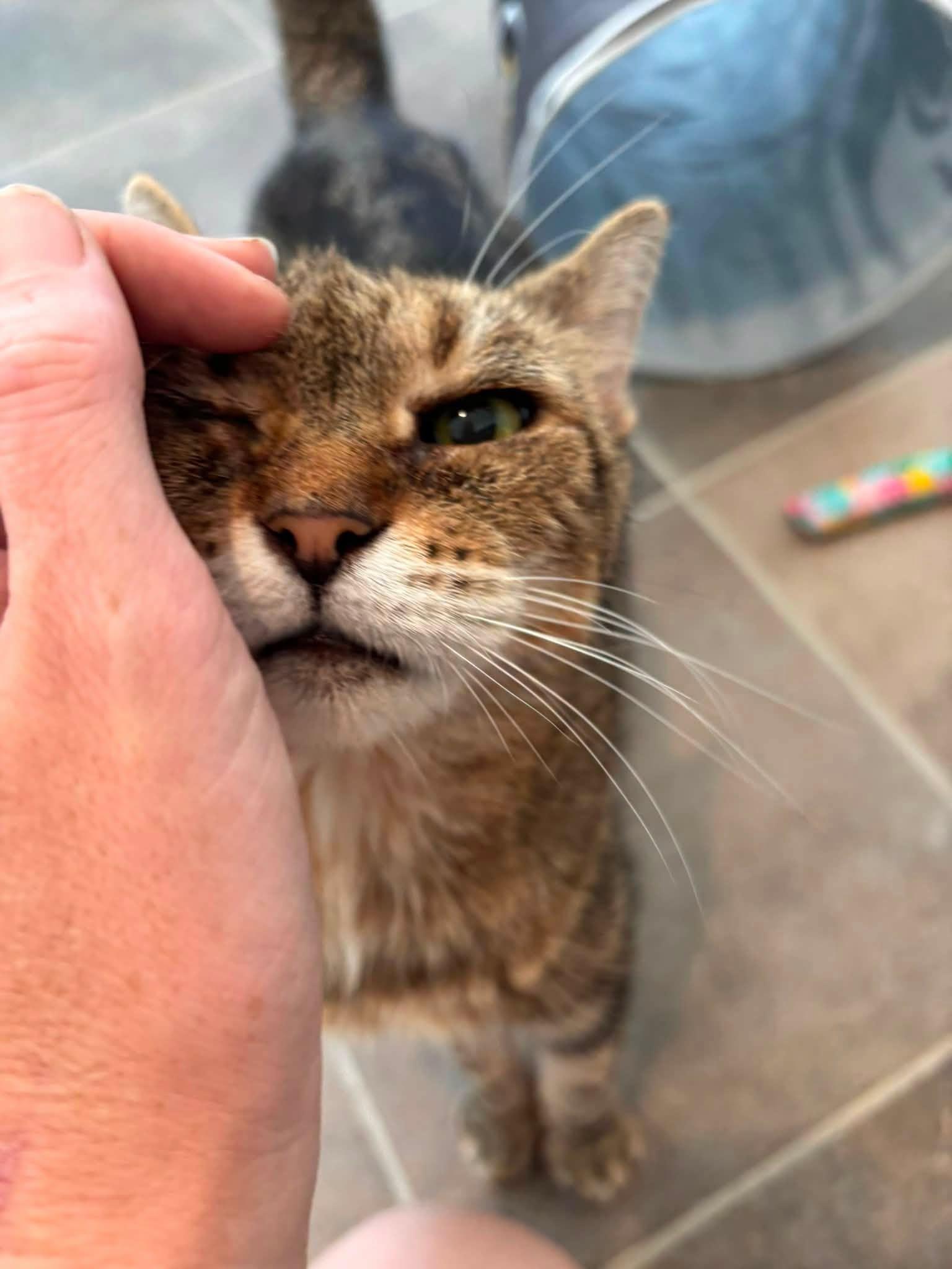 Enlarge Yvette, a ADOPTABLE Domestic Short Hair in Winthrop, ME image 2/6
