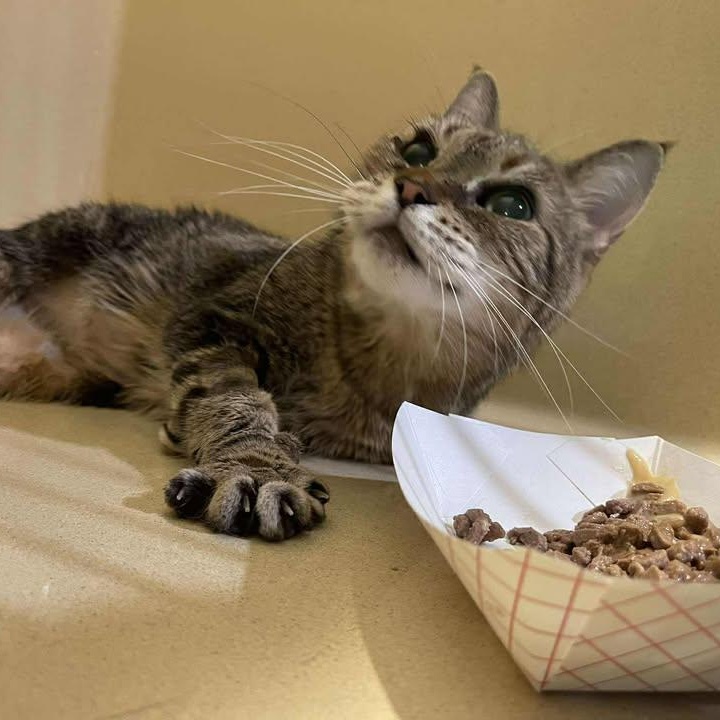 Enlarge Yvette, a ADOPTABLE Domestic Short Hair in Winthrop, ME image 3/4