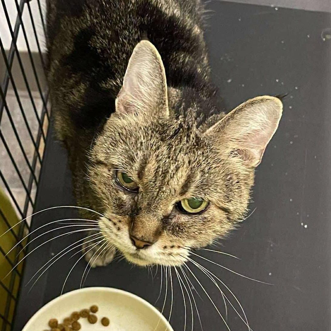 Yvette, a ADOPTABLE Domestic Short Hair in Winthrop, ME image 2/2