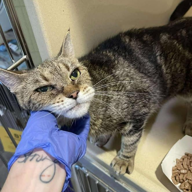 Enlarge Yvette, a ADOPTABLE Domestic Short Hair in Winthrop, ME image 1/4