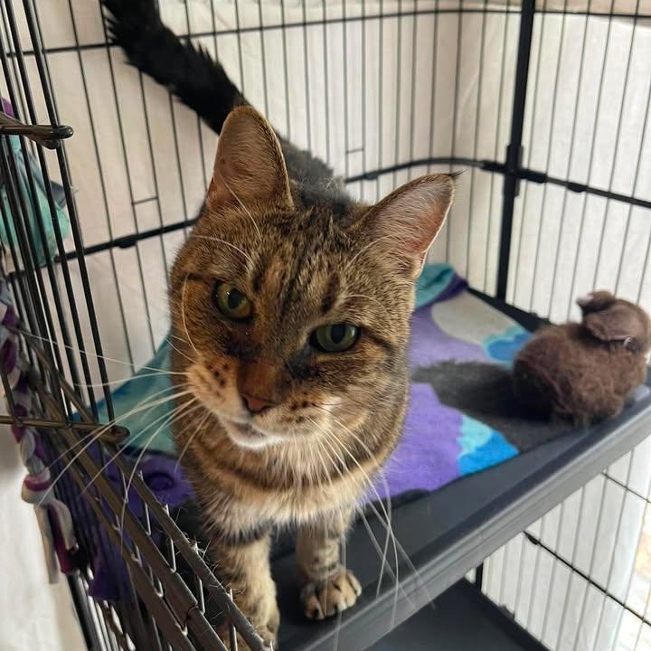Enlarge Yvette, a Adoptable Domestic Short Hair in Winthrop, ME image 1/5