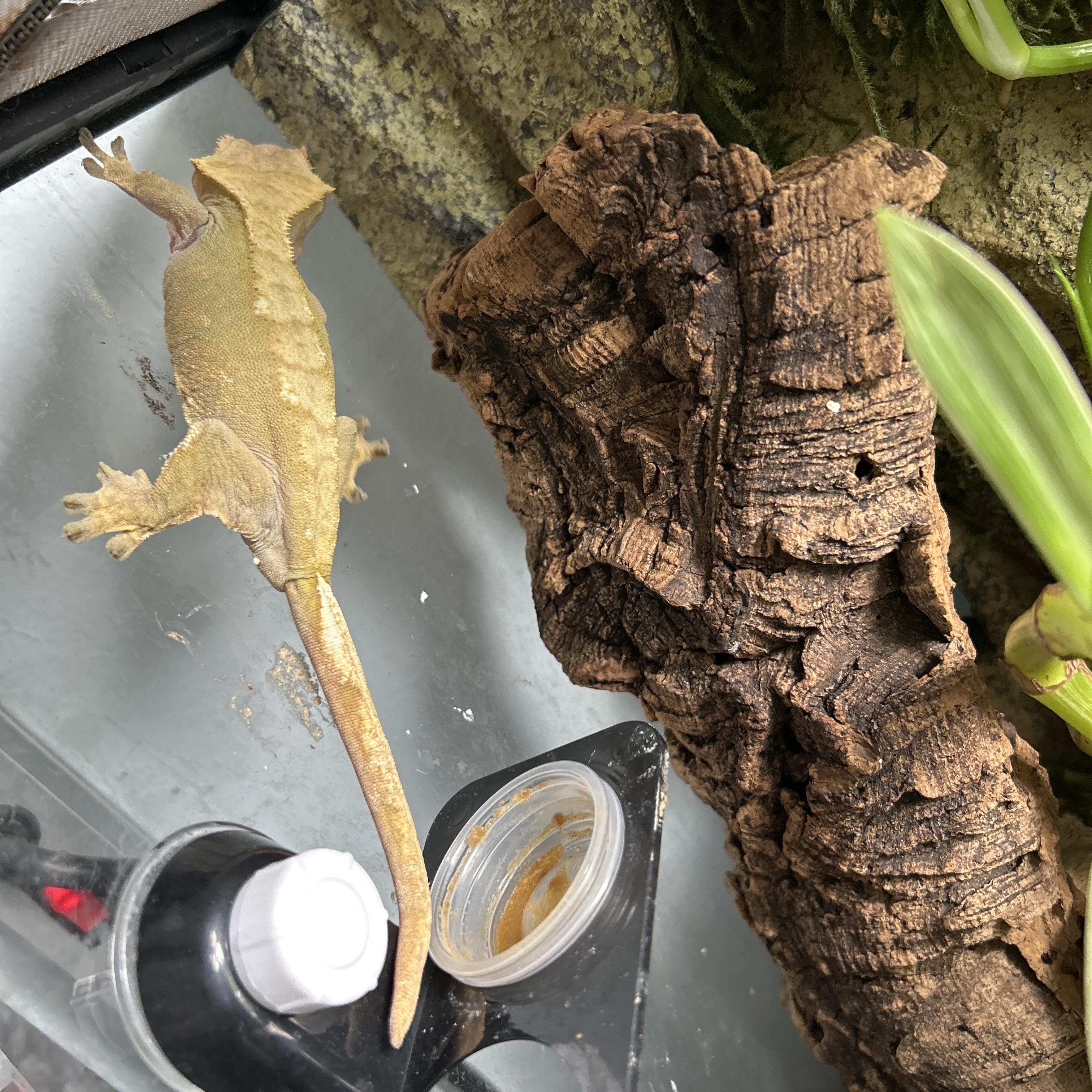 Enlarge Mellow Yellow the Crested Gecko, an adopted Gecko in Concord, CA image 1/1