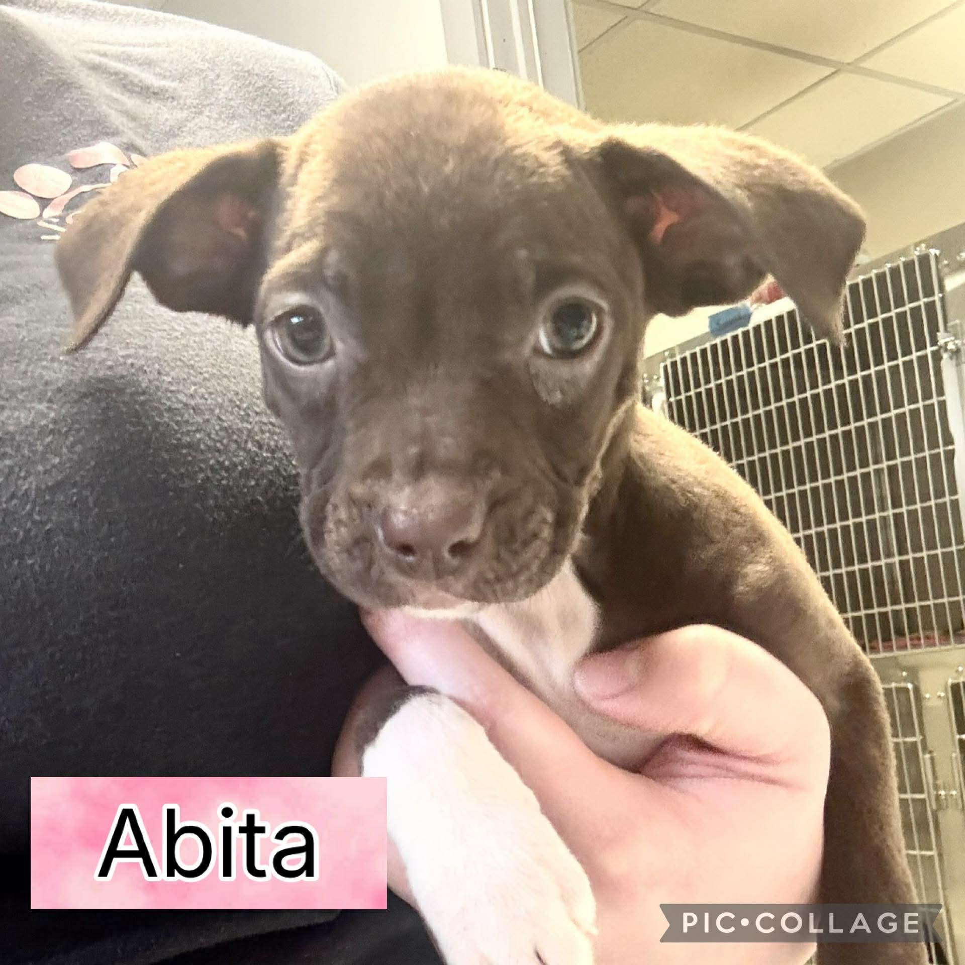 Abita, ADOPTABLE, Puppy Female Dachshund.