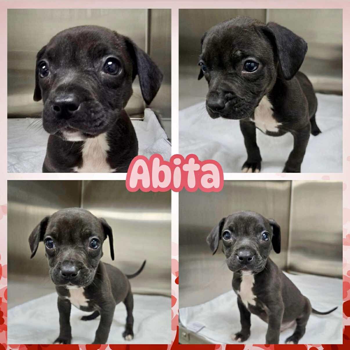 Enlarge Abita, a ADOPTABLE mixed breed in Ringwood, NJ image 1/1