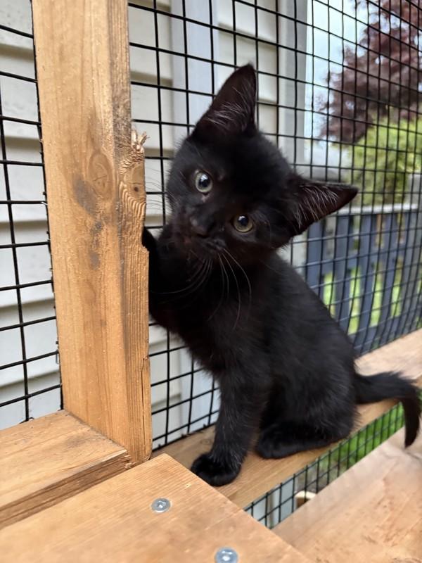 Beacon, Adoptable, Kitten Male Domestic Short Hair.