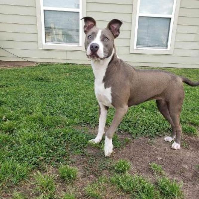 Chantal, Adoptable, Adult Female Mixed Breed.