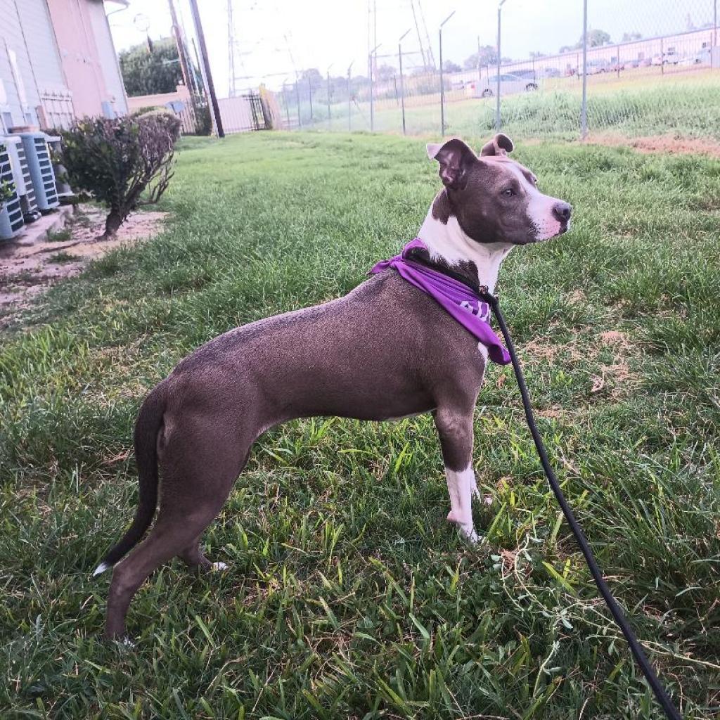 Chantal, a Adoptable Mixed Breed in Houston, TX image 2/5