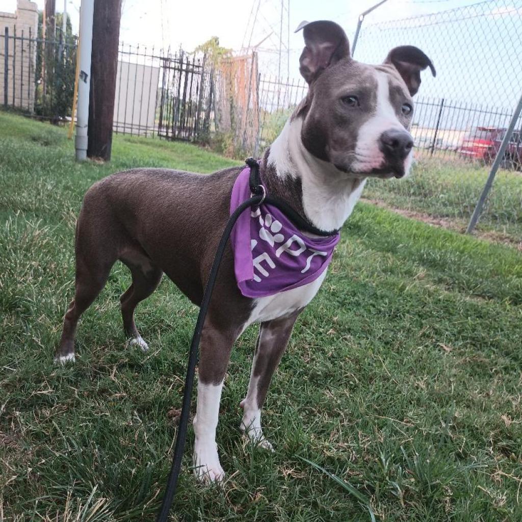 Chantal, a Adoptable Mixed Breed in Houston, TX image 3/5