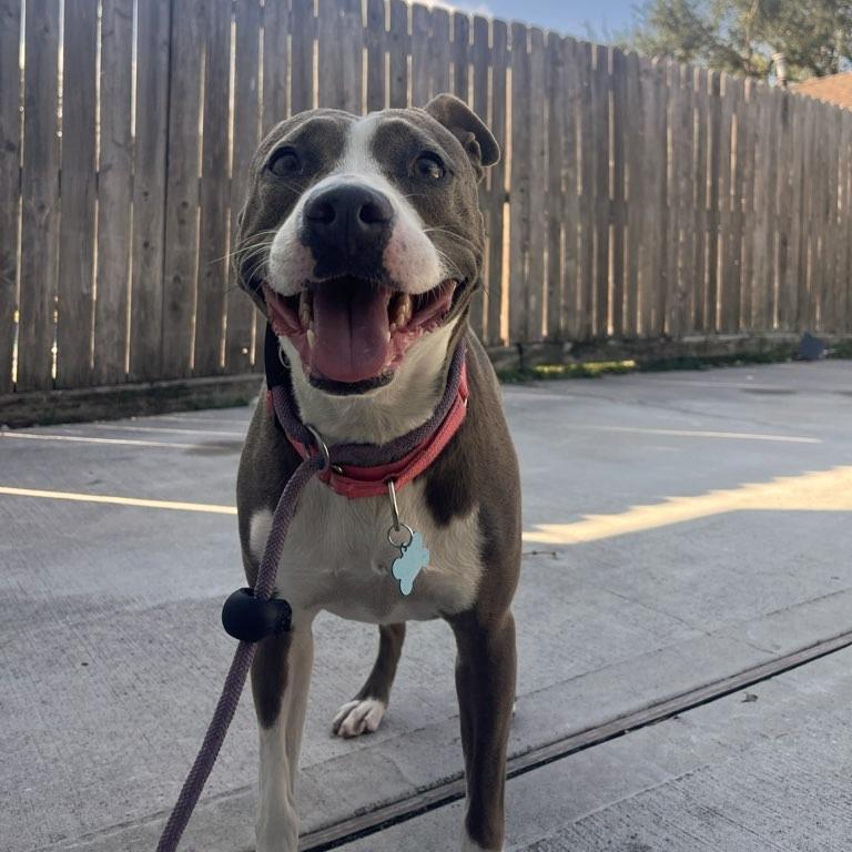 Chantal, a Adoptable Mixed Breed in Houston, TX image 4/5