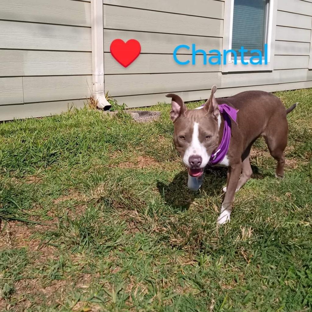 Chantal, a Adoptable Mixed Breed in Houston, TX image 5/5