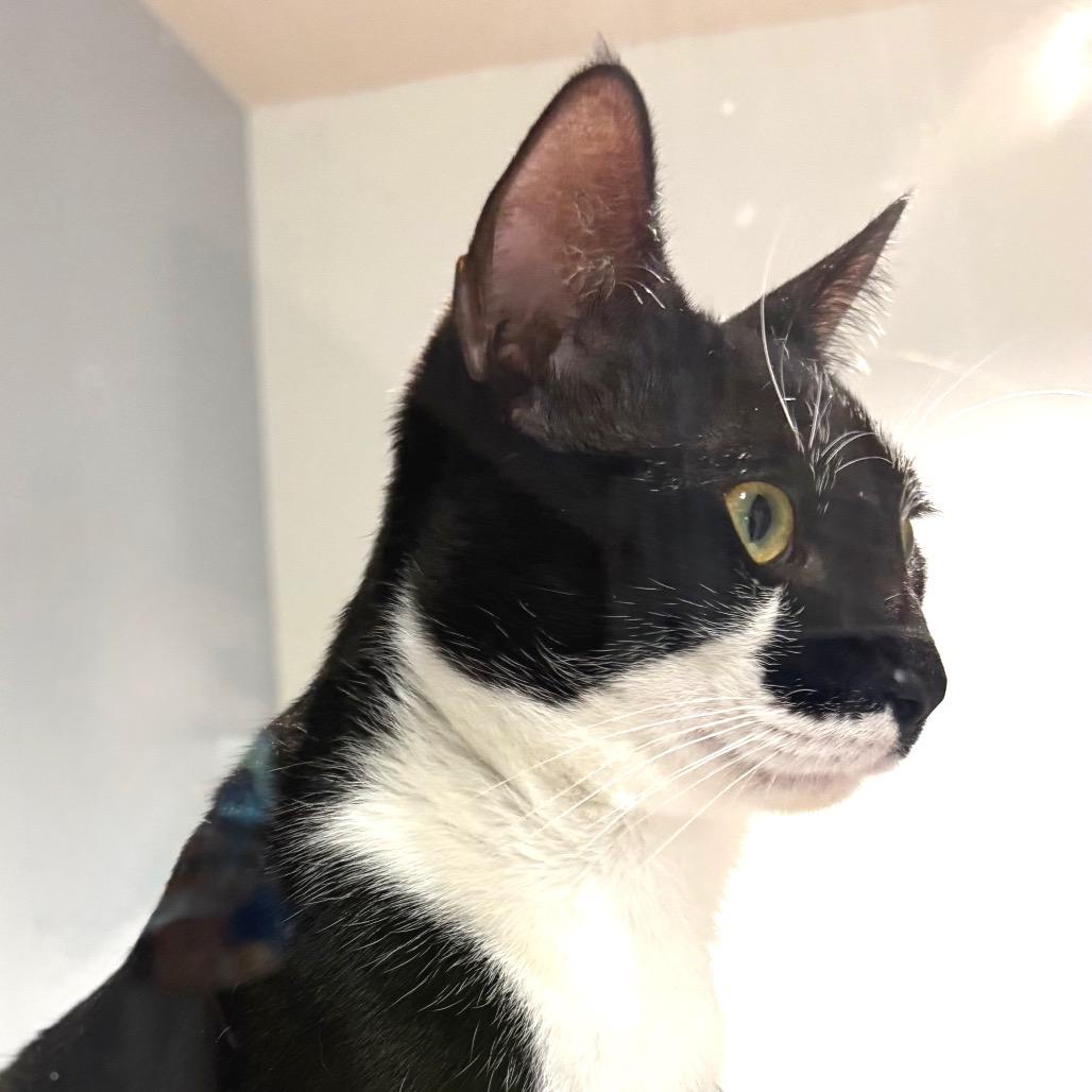 Sparky, Adoptable, Adult Male Domestic Short Hair.