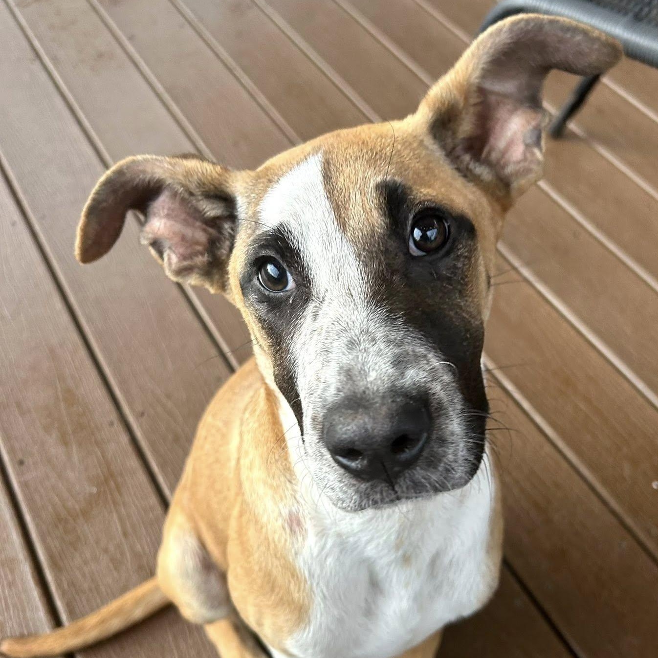 Peter, Adoptable, Young Male Catahoula Leopard Dog.