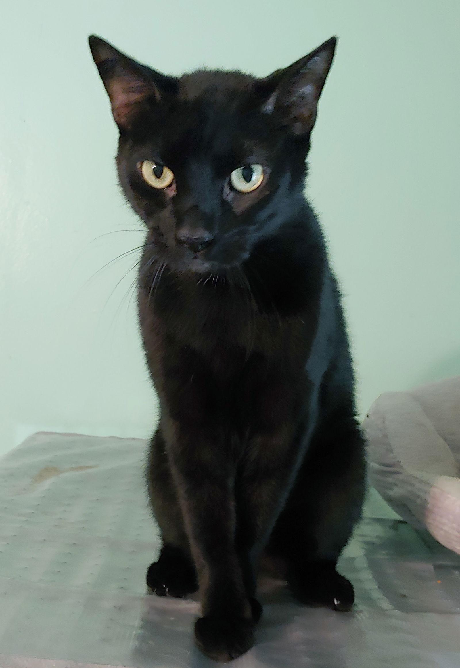 Enlarge Lil Ricky, a Adoptable Domestic Short Hair in Pompano Beach, FL image 1/3