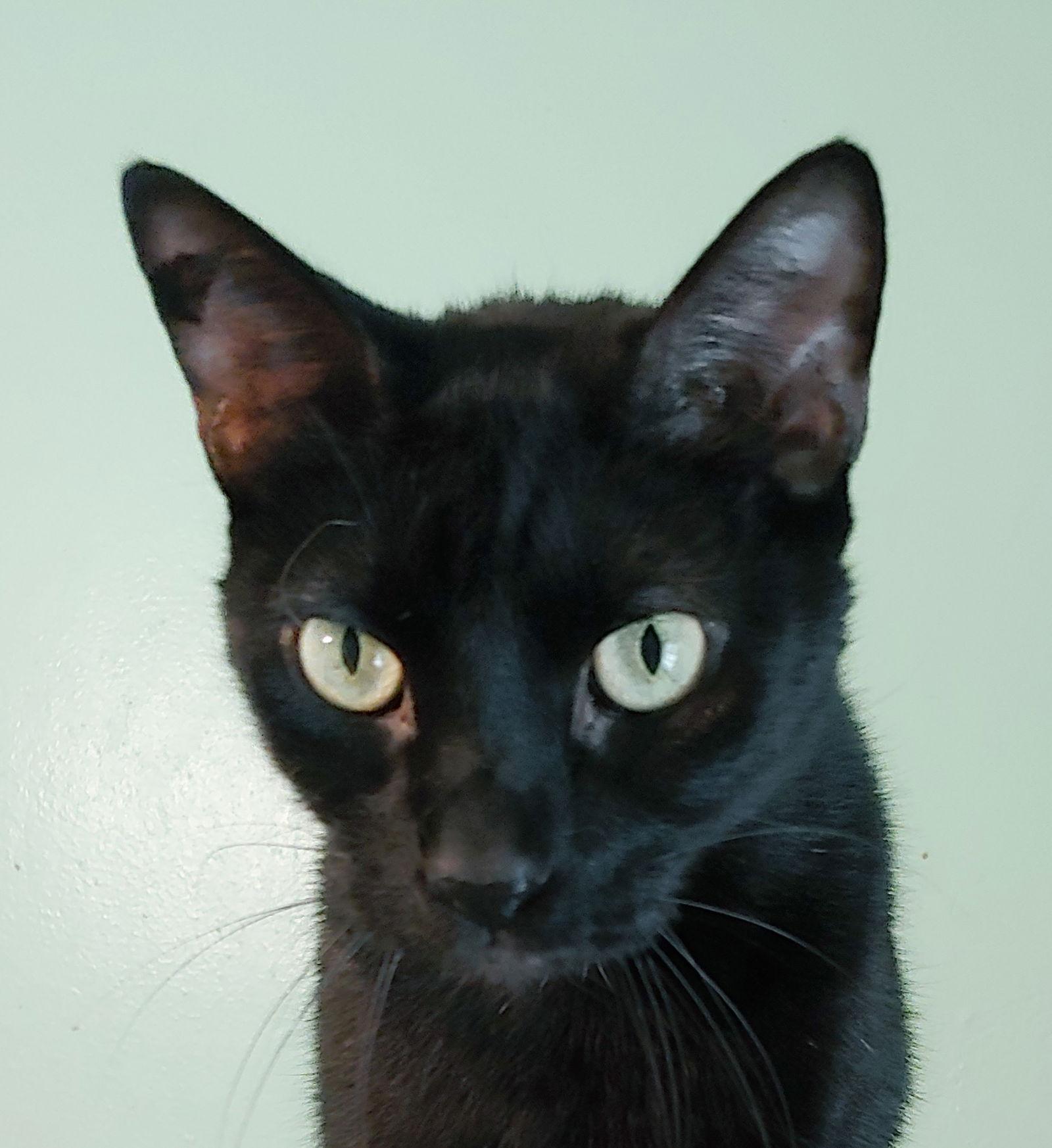 Enlarge Lil Ricky, a Adoptable Domestic Short Hair in Pompano Beach, FL image 2/3