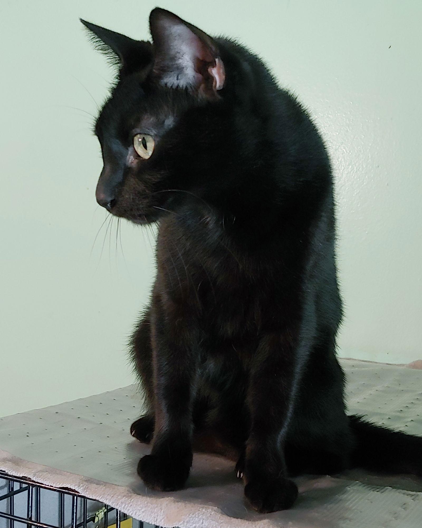 Enlarge Lil Ricky, a Adoptable Domestic Short Hair in Pompano Beach, FL image 3/3