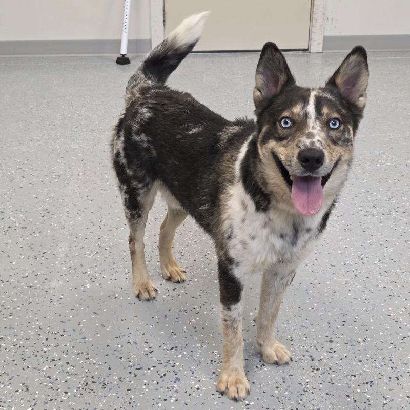Maverick, Adoptable, Adult Male Australian Cattle Dog / Blue Heeler & Husky.