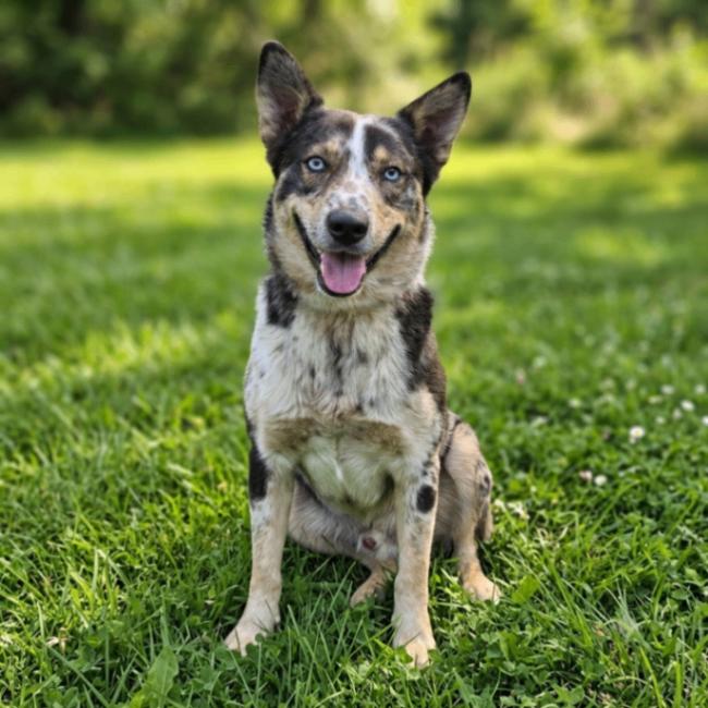 Enlarge Maverick, a Adoptable mixed breed in Yankton, SD image 2/4