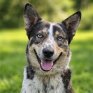 Enlarge Maverick, a Adoptable mixed breed in Yankton, SD image 3/5