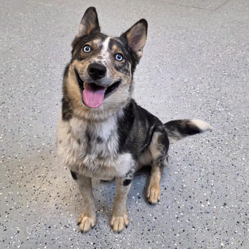 Enlarge Maverick, a Adoptable mixed breed in Yankton, SD image 4/4