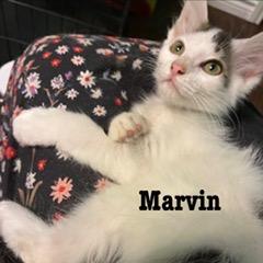Enlarge MARVIN, a Adoptable mixed breed in Kyle, TX image 1/1
