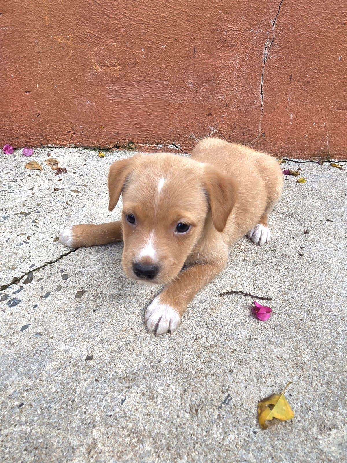 Lion, an adopted mixed breed in Orlando, FL image 6/6
