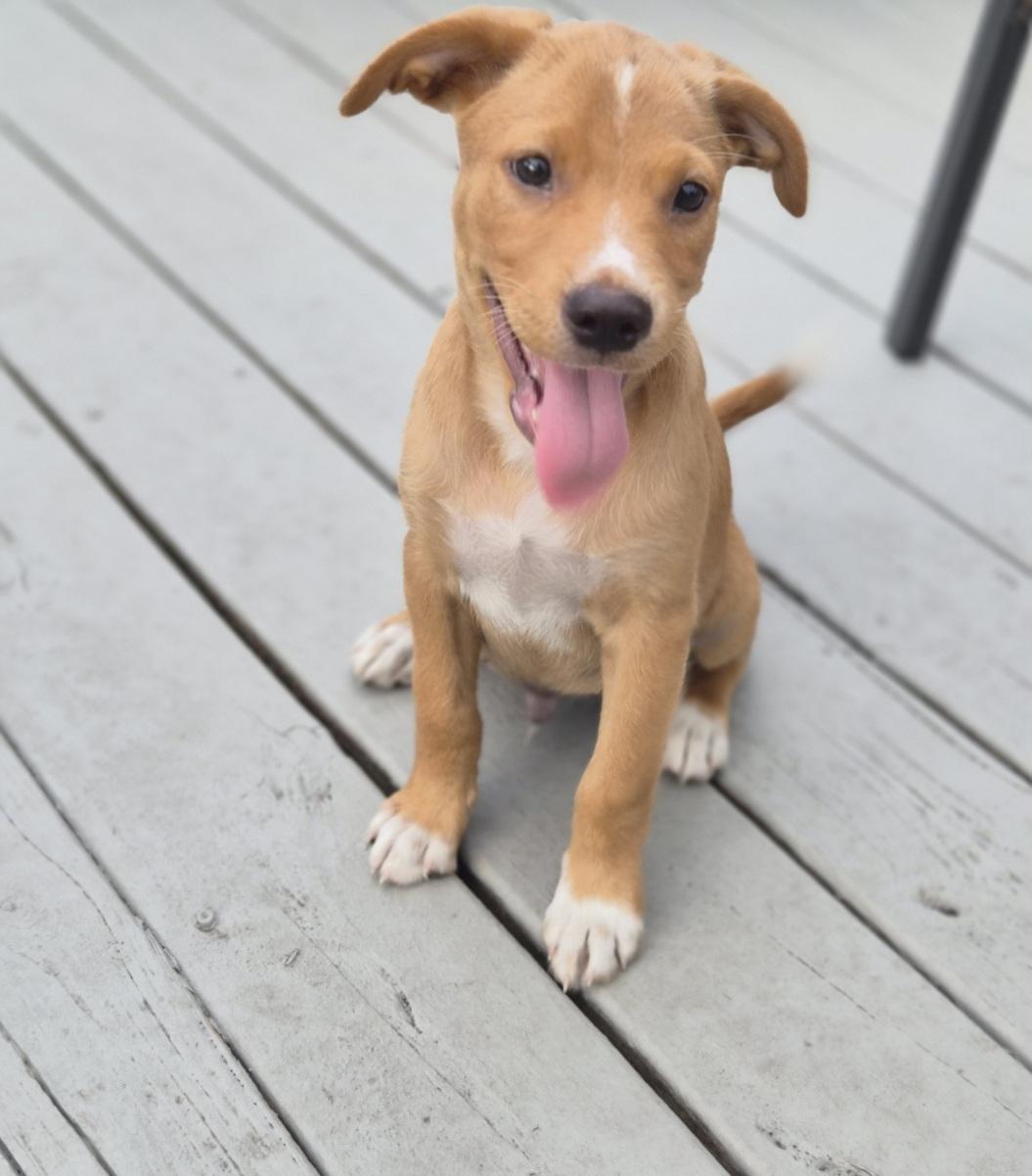 Lion, an adopted mixed breed in Orlando, FL image 2/6