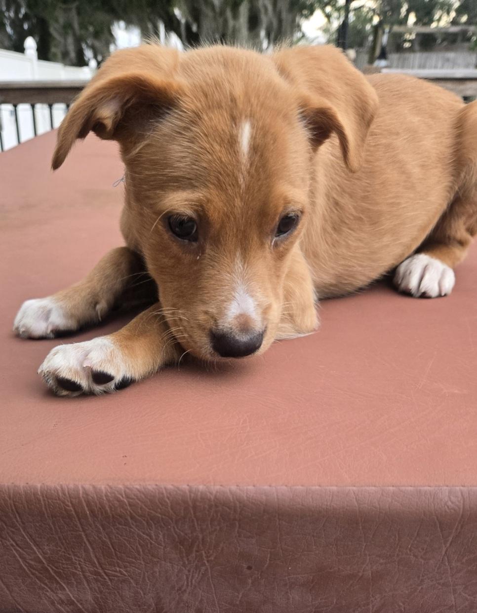 Lion, an adopted mixed breed in Orlando, FL image 5/6