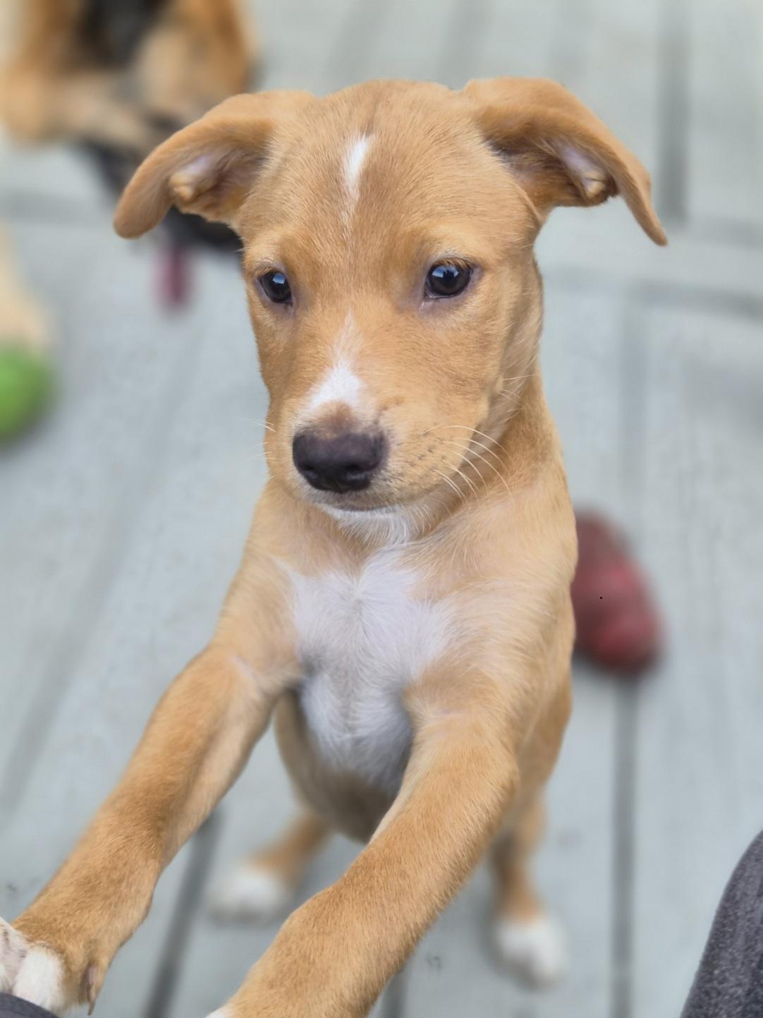 Lion, an adopted mixed breed in Orlando, FL image 1/6