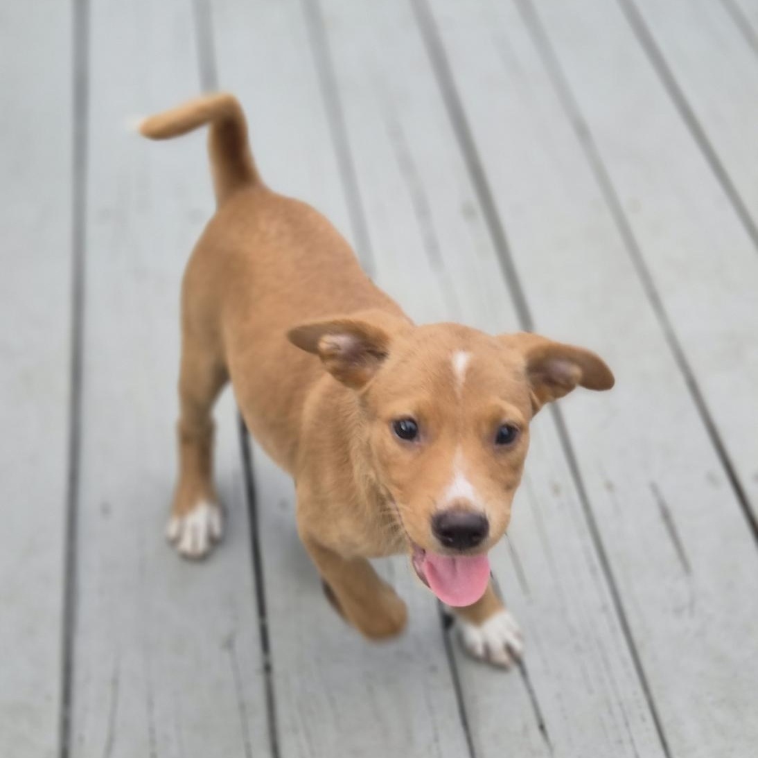 Lion, an adopted mixed breed in Orlando, FL image 4/6