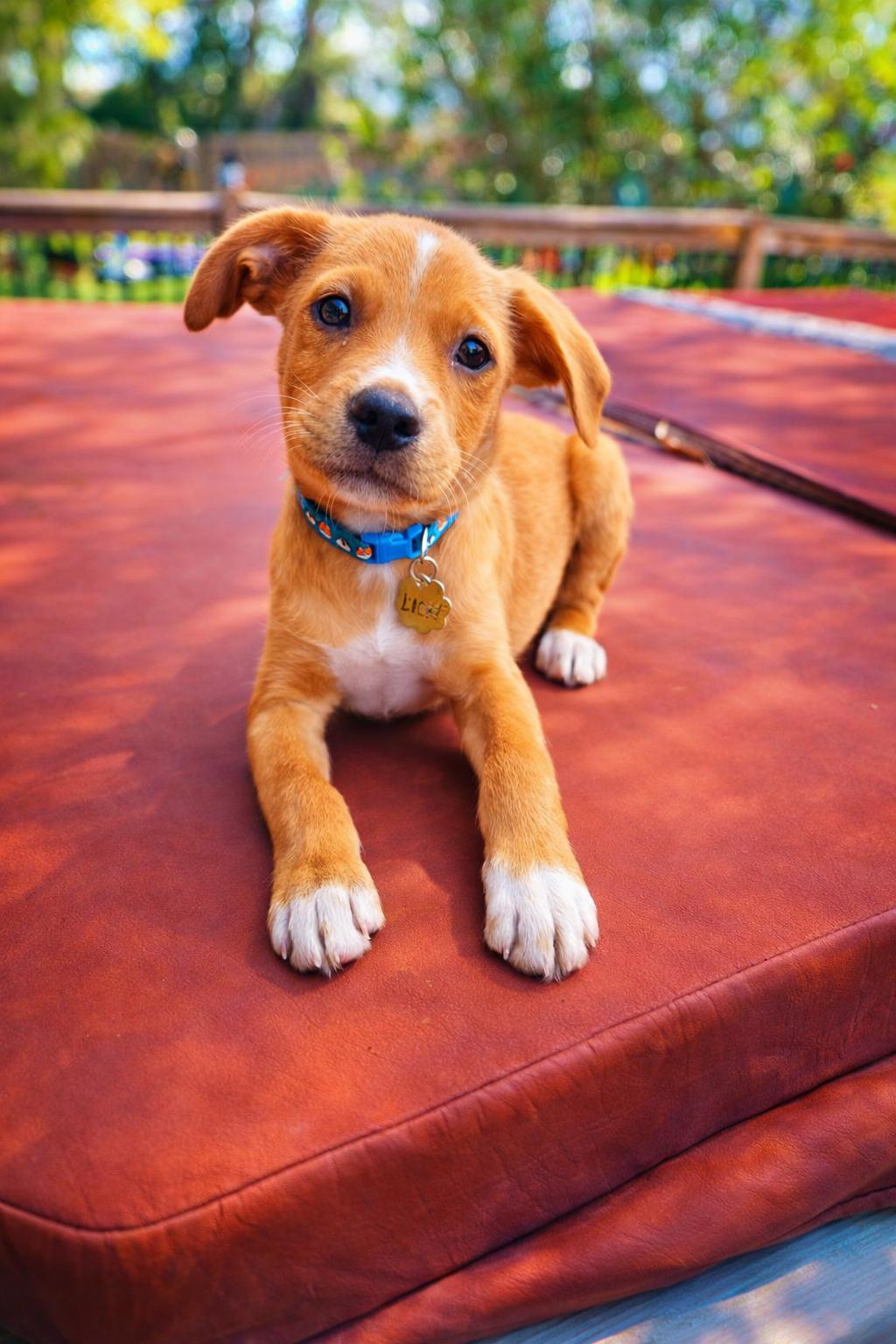 Lion, an adopted mixed breed in Orlando, FL image 3/6