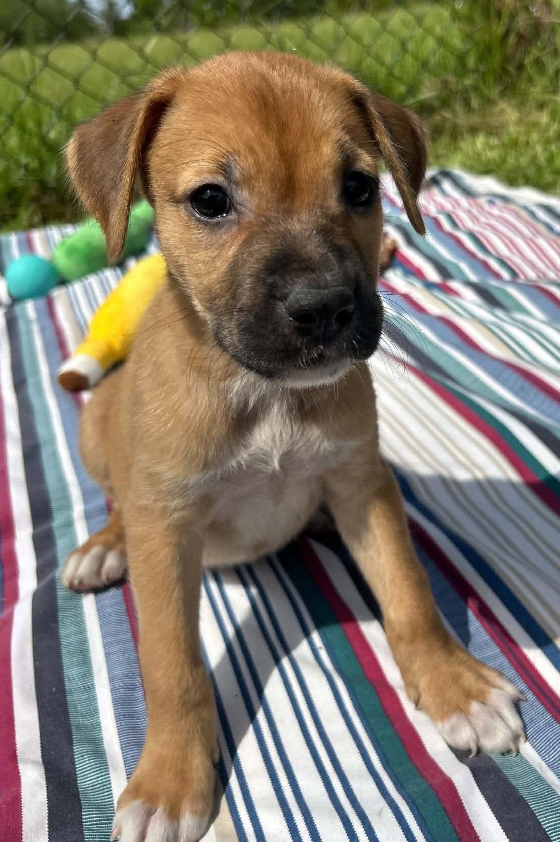 Indy, Adopted, Puppy Female Labrador Retriever.