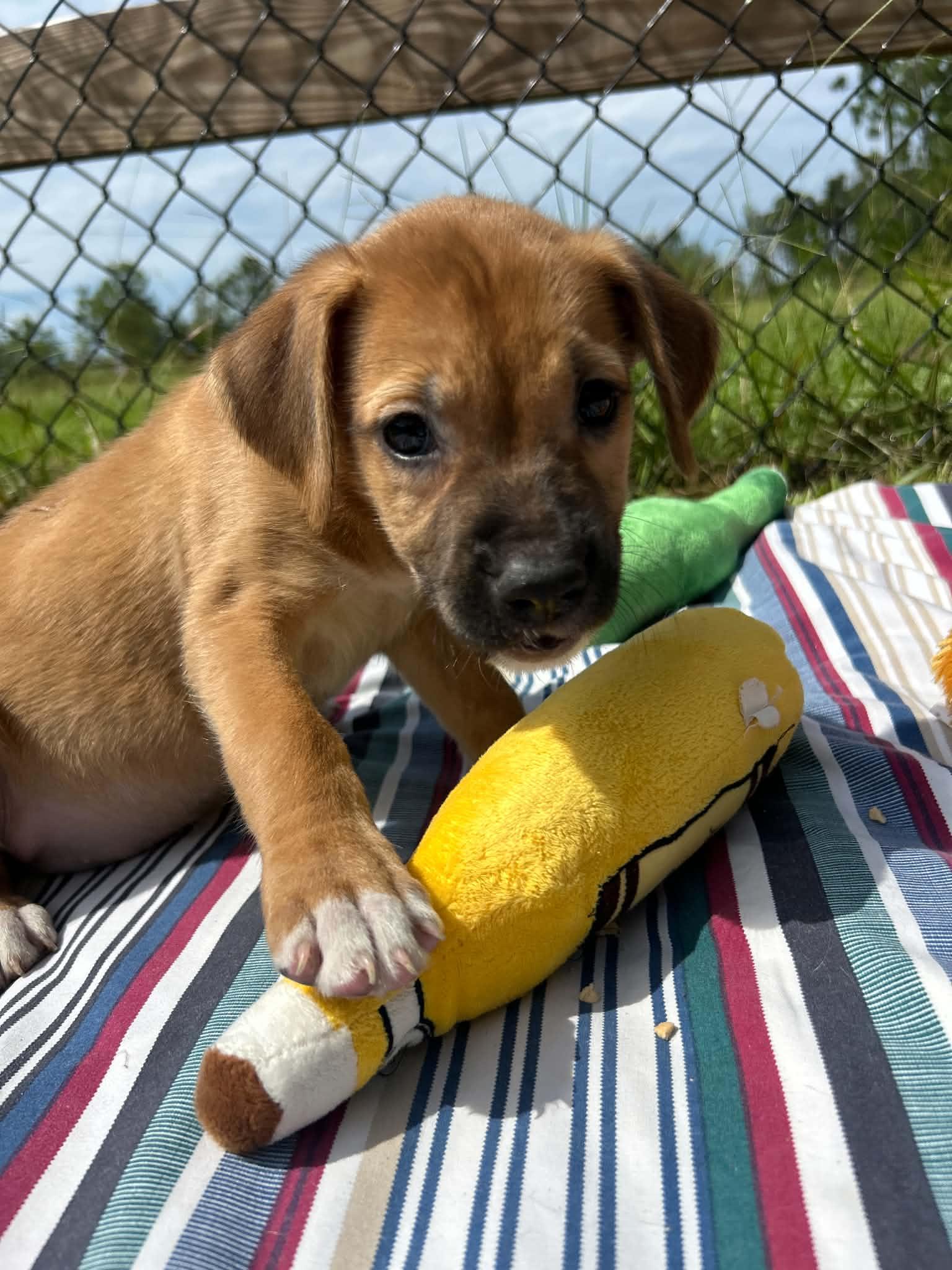 Enlarge Indy, a Adopted Labrador Retriever in Tarrytown, GA image 2/3